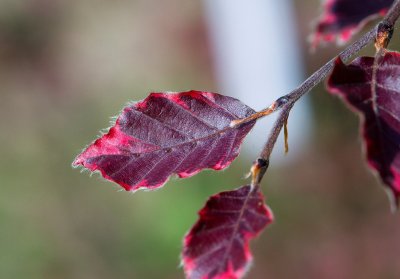 Fagus sylvatica 'Tricolor' (= 'Roseomarginata' ) - buk lesní - list -